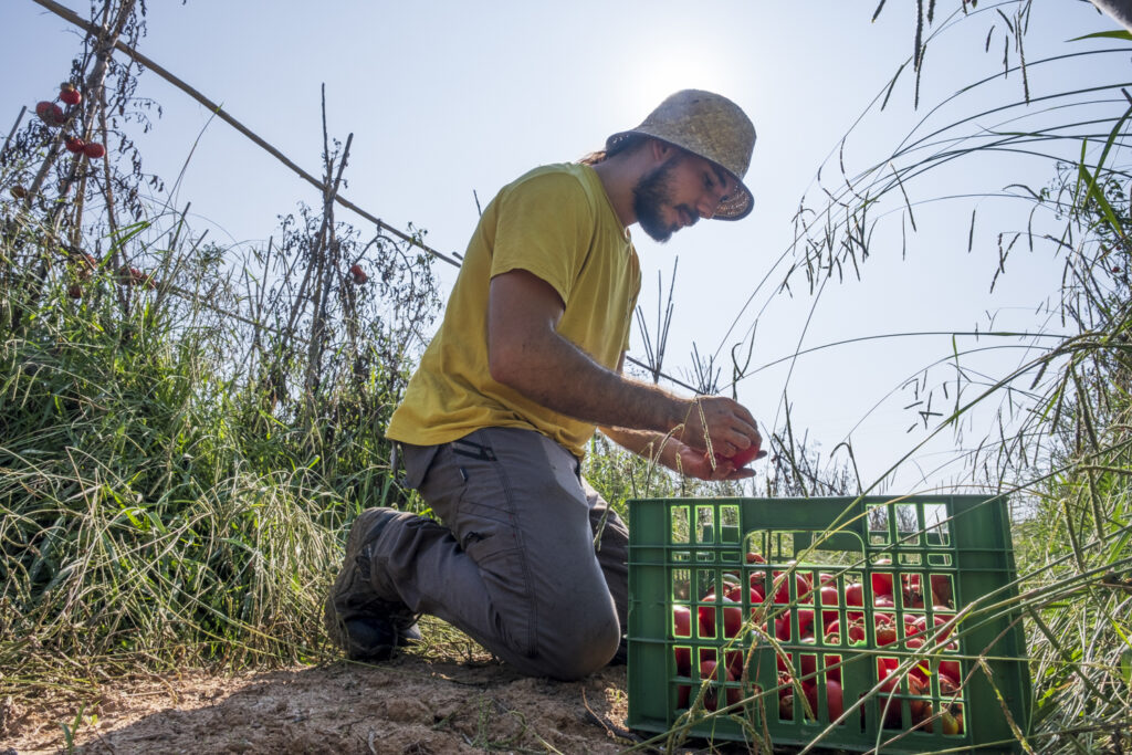 parc agrari baix llobregat gleaning