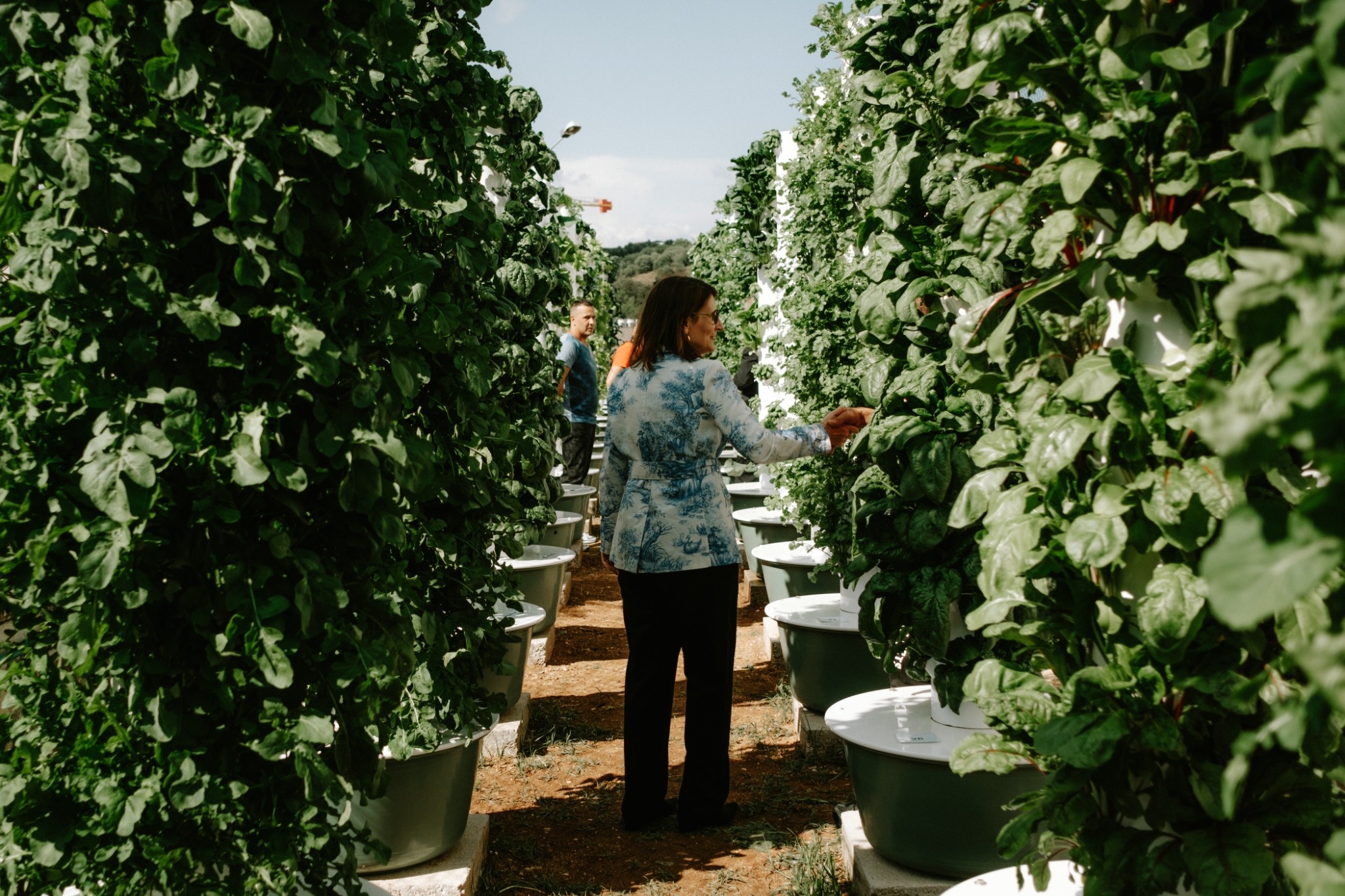 Site visit to a vertical farming installation during the Upfarming sustainable agriculture project in Lisbon